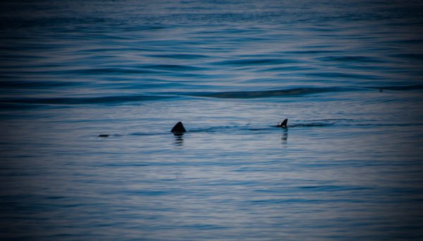 Basking Shark